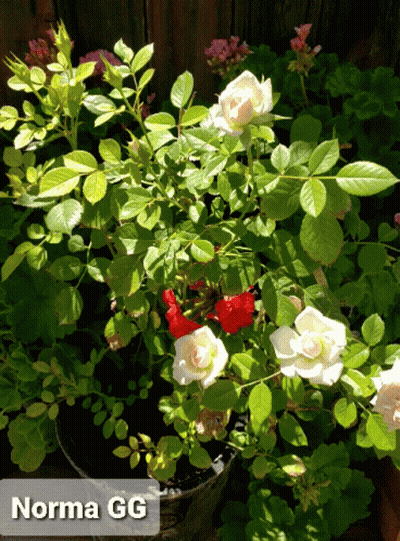 Potted Plant With White and Red Flowers Norma GG
