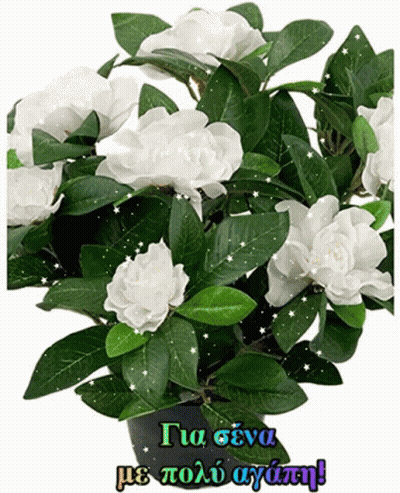 Potted Plant With White Flowers And Greek Greeting GIF