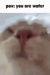 Pov Cat Drinking Water GIF