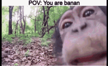 Pov Monkeys Licking Banana GIF