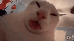 POV Of A Cat Licking GIF