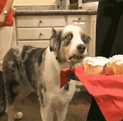Ppf Lol GIF