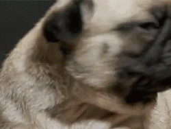 Prairie Dog And A Pug Dog GIF