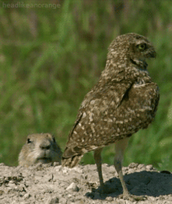 Prairie Dog And Bird GIF
