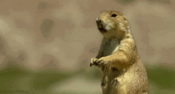 Prairie Dog Behavior GIF