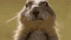 Prairie Dog Blowing Bubble Gum GIF