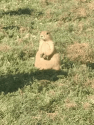 Prairie Dog Chewing GIF