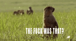 Prairie Dog Confused GIF