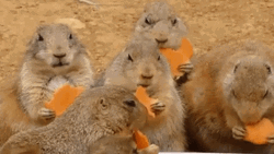 Prairie Dog Eating Cheese GIF