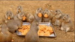 Prairie Dog Eating Together GIF