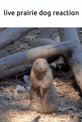 Prairie Dog Eating Wood Stick GIF