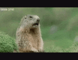 Prairie Dog GIF