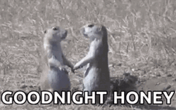 Prairie Dog GIF