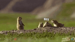 Prairie Dog GIF