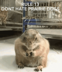 Prairie Dog GIF