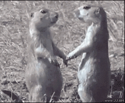 Prairie Dog Kissing GIF
