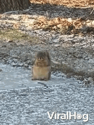 Prairie Dog On The Road GIF