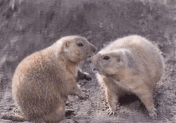 Prairie Dog Smelling Each Other GIF