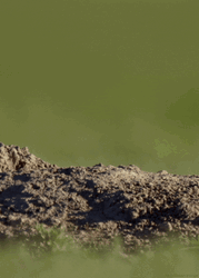 Prairie Dog Sneak Peak GIF