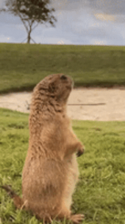 Prairie Dog Standing On Hind Legs In Grass GIF