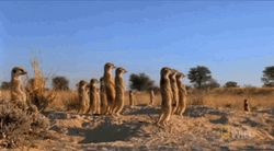 Prairie Dog Standing Up Waiting GIF