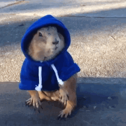 Prairie Dog Wearing Blue Hoodie GIF