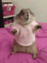 Prairie Dog Wearing Pink Shirt GIF
