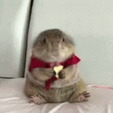 Prairie Dog Wearing Red Cape Eating GIF