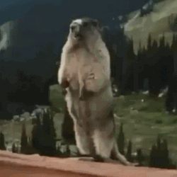Prairie Dog Yelling GIF
