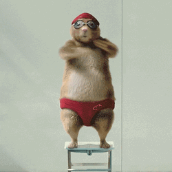 Prairie Dogs Begging Dance GIF