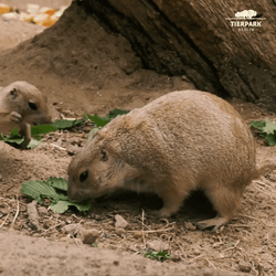 Prairie Dogs Tease Each Other GIF