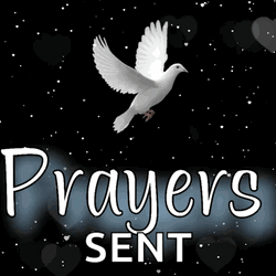 Prayers Sent Dove Flying GIF