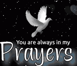 Praying For You Peace Dove GIF