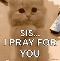 Praying For You Sis Adorable Kitten GIF