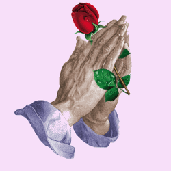Praying Hands Red Rose Crying  GIF