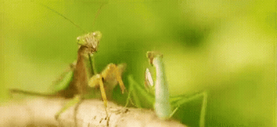 Praying Mantis On Tree Branch GIF