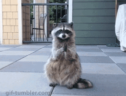 T-pose Racoon on Make a GIF