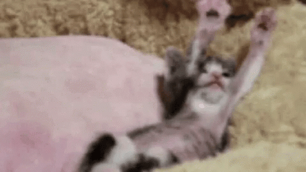 Precious Little Kitten Arm Stretch GIF