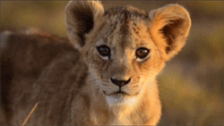 Predator Tiger Cub GIF
