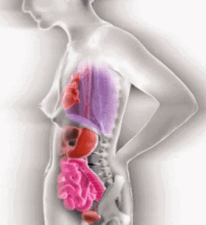Pregnancy Timelapse Stages Biology Animation  GIF