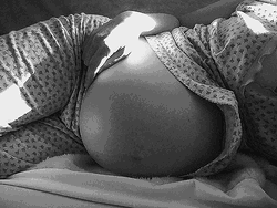 Pregnant Cat Belly GIF