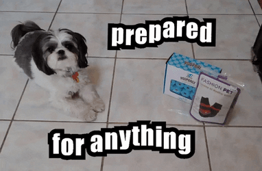 Prepared For Anything Dog GIF