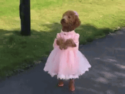Pretty Dog Dress GIF