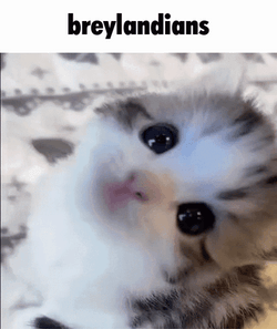 Pretty Little Kitten Looks Up GIF