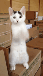 Pretty Please Black And White Cat GIF