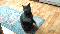 Pretty Please Black Cat GIF