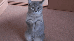 Pretty Please Gray Cat GIF