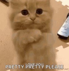 Pretty Please Love You GIF