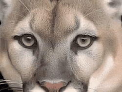 Pretty Woman Turning Cougar Transformation GIF