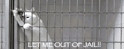 Prison Bars Let Me Out Of Jail Funny Cat GIF
